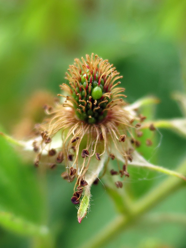 Bike trail flower, June 22, 2015