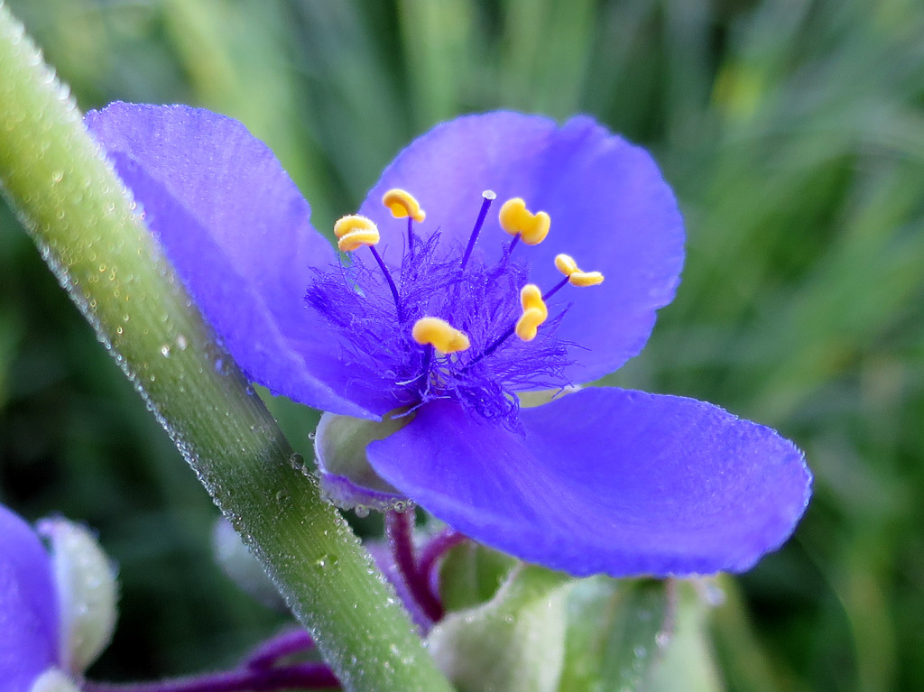 Bike trail flower, June 22, 2015