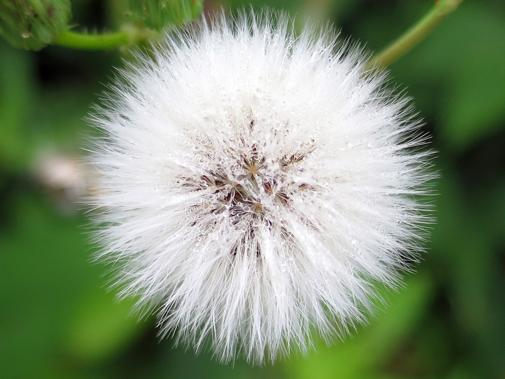 Bike trail flower, June 26, 2015