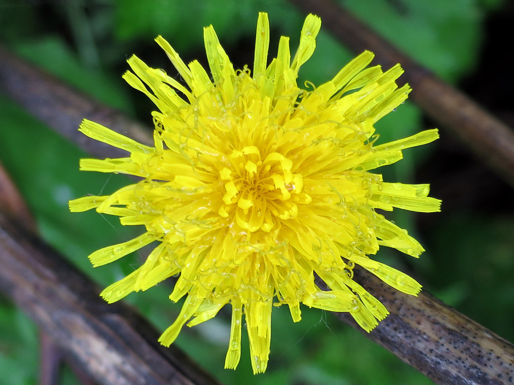 Bike trail flower, June 15, 2015