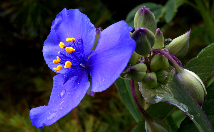 Bike trail flower, June 14, 2015