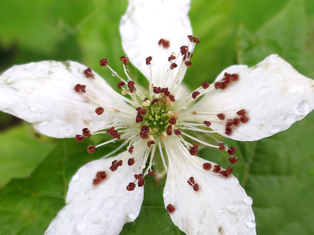 Bike trail flower, June 15, 2015