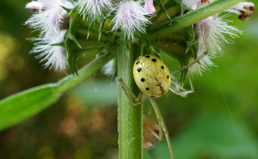 McGraft Park spider 2, July 2, 2015