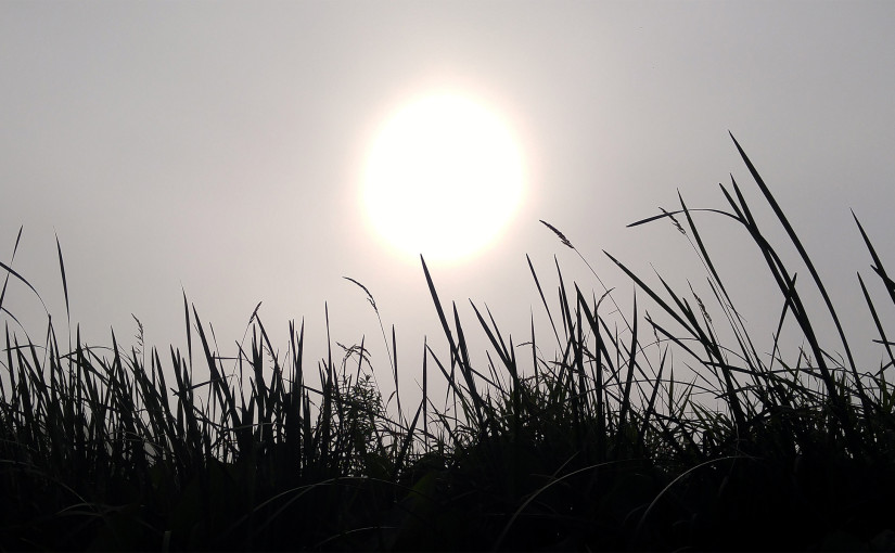 Muskegon River Grassy Bank, August 15, 2015