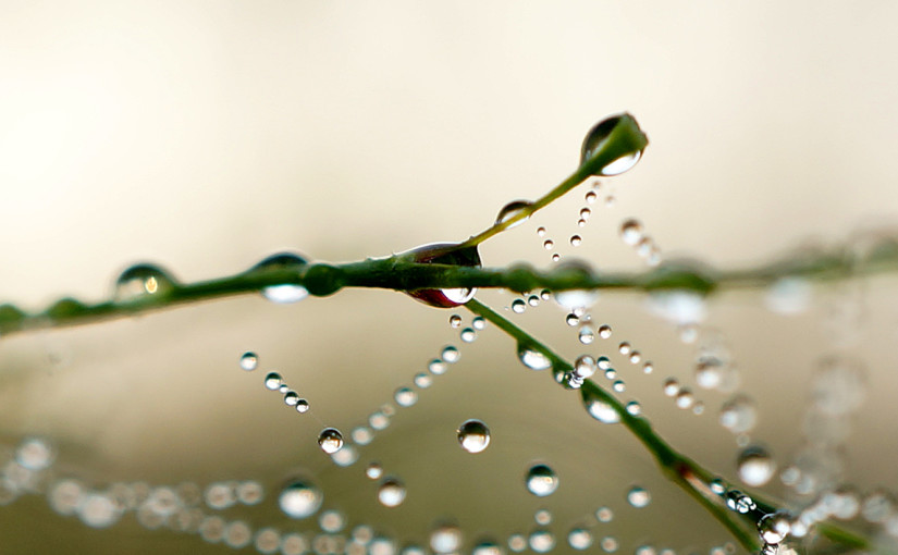 Muskegon River Web Water, August 31, 2015