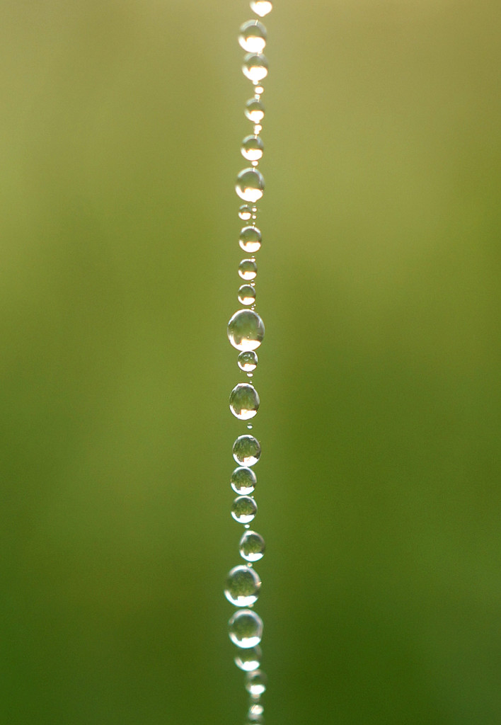 Muskegon River Web Water, August 31, 2015