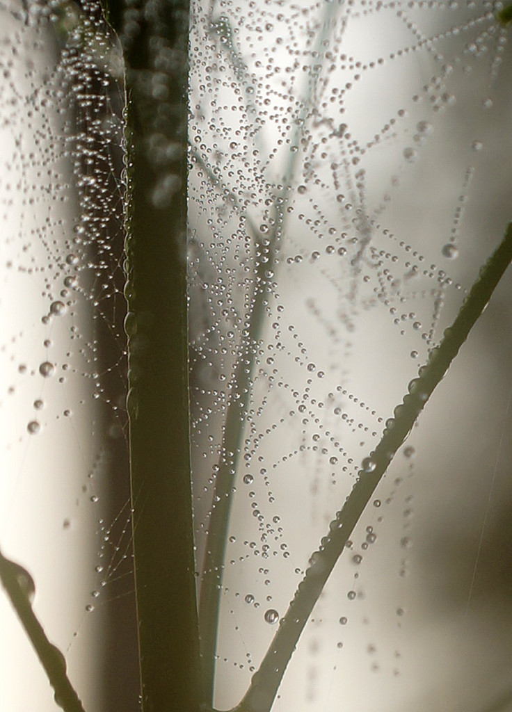 Muskegon River Web Water, August 31, 2015