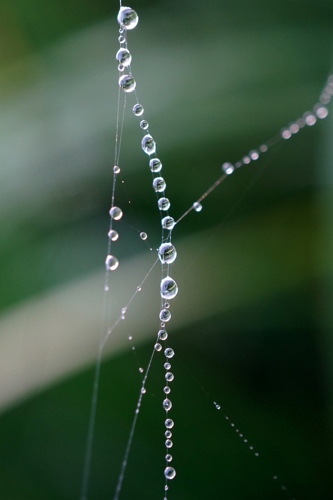 Muskegon River Web Water, August 31, 2015