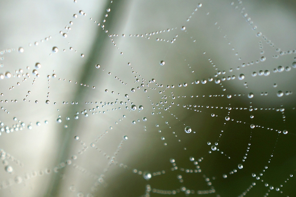 Muskegon River Web Water, August 31, 2015