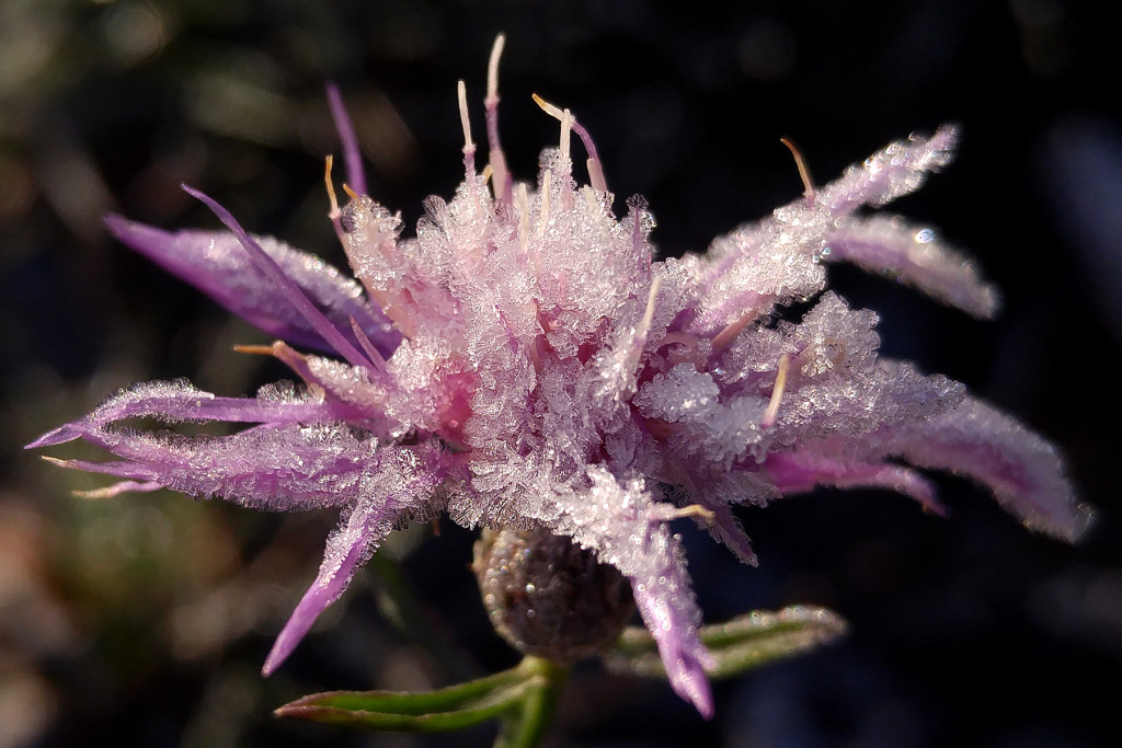 Bike Trail flower 3, November 29, 2015