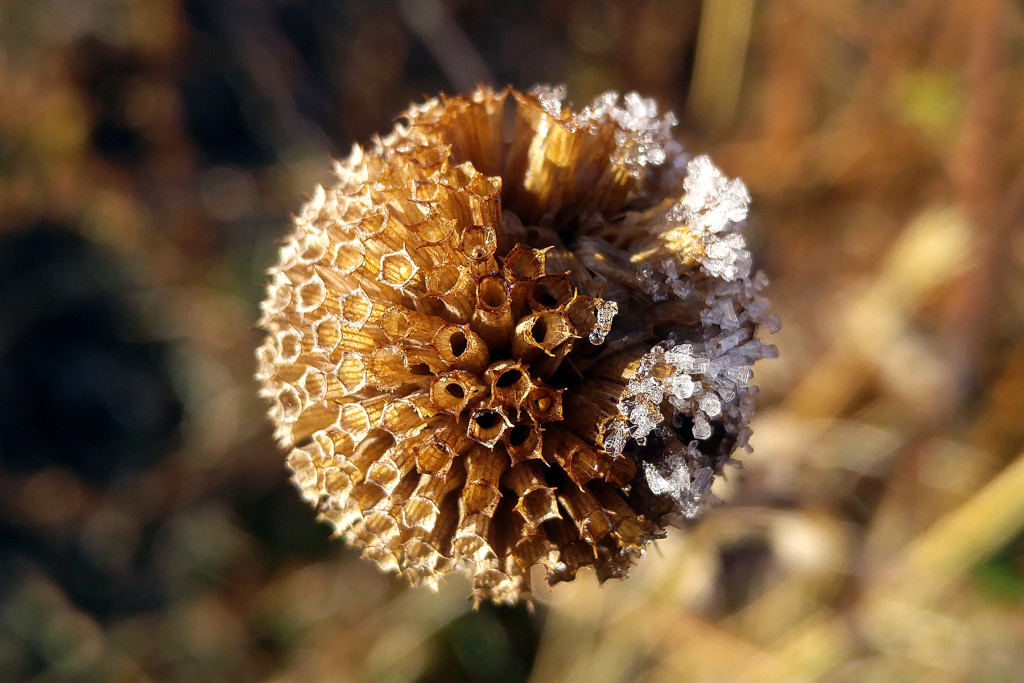 Bike Trail flower, November 29, 2015