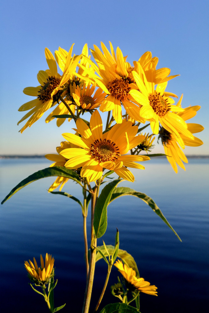 Bike trail flowers, September 21, 2015