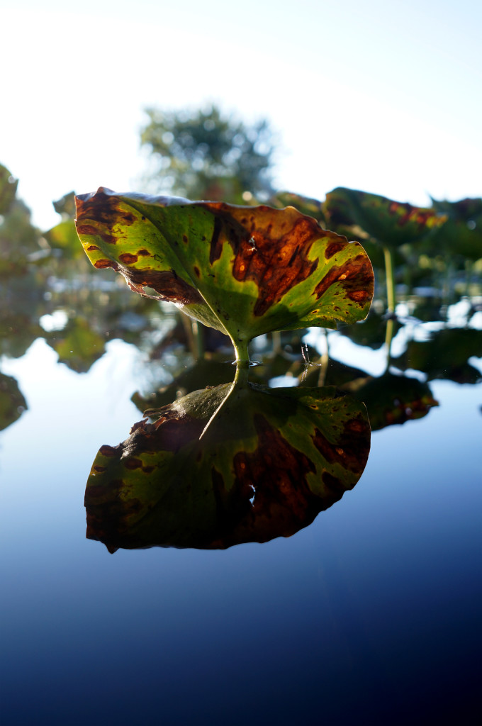 Muskegon River Lily Pad, September 12, 2015