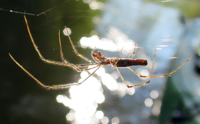 Muskegon River Spider, September 12, 2015