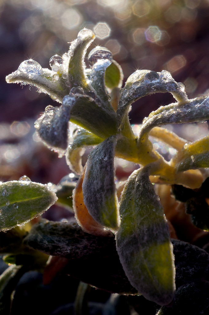 Icy Leaves, March 26, 2016