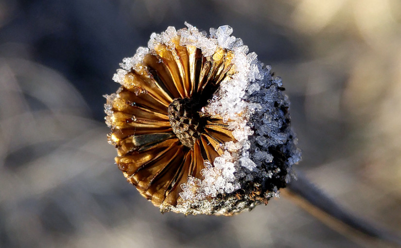 Bike Trail flower 2, November 29, 2015