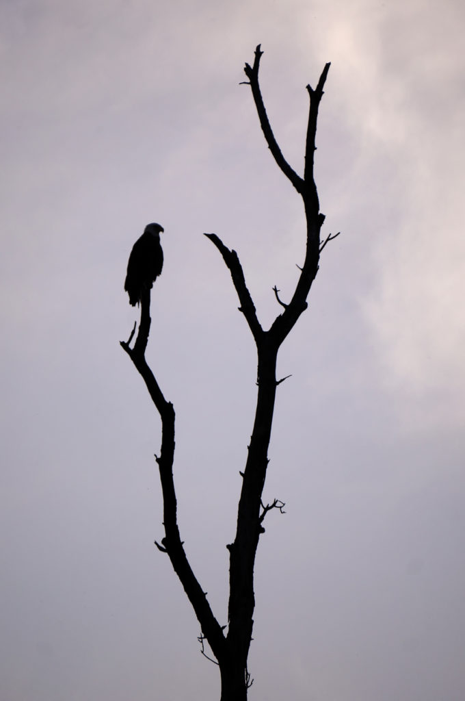 Bald Eagle, Muskegon River, May 25, 2016.jpg