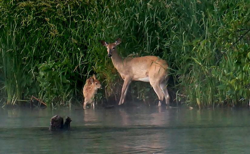 Deer on South Branch Muskegon River, June 25, 2016