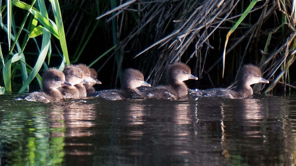 Muskegon River Ducklings, June 4, 2016.jpg