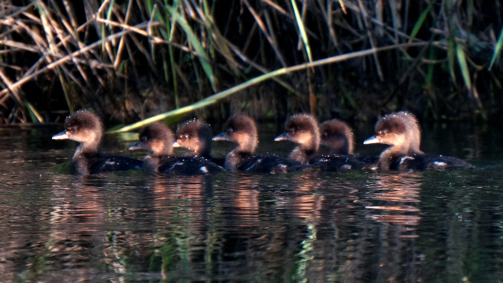 Muskegon River Ducklings, June 4, 2016.jpg