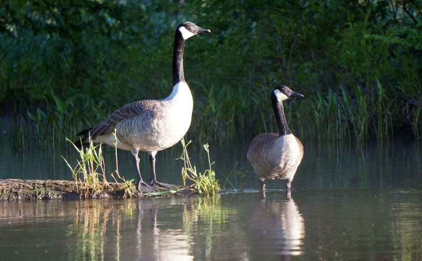 Muskegon River Geese, June 3, 2016.jpg