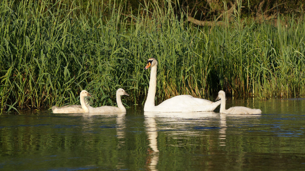 Muskegon River Swans, June 3, 2016