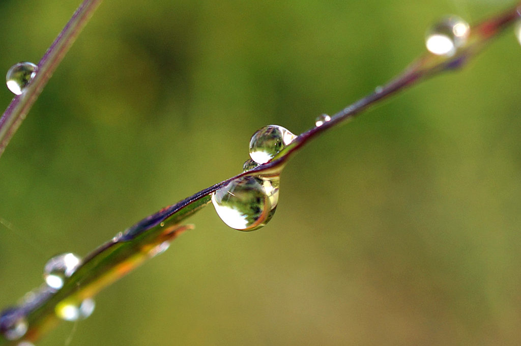 Bike trail dew drops, July 7, 2016