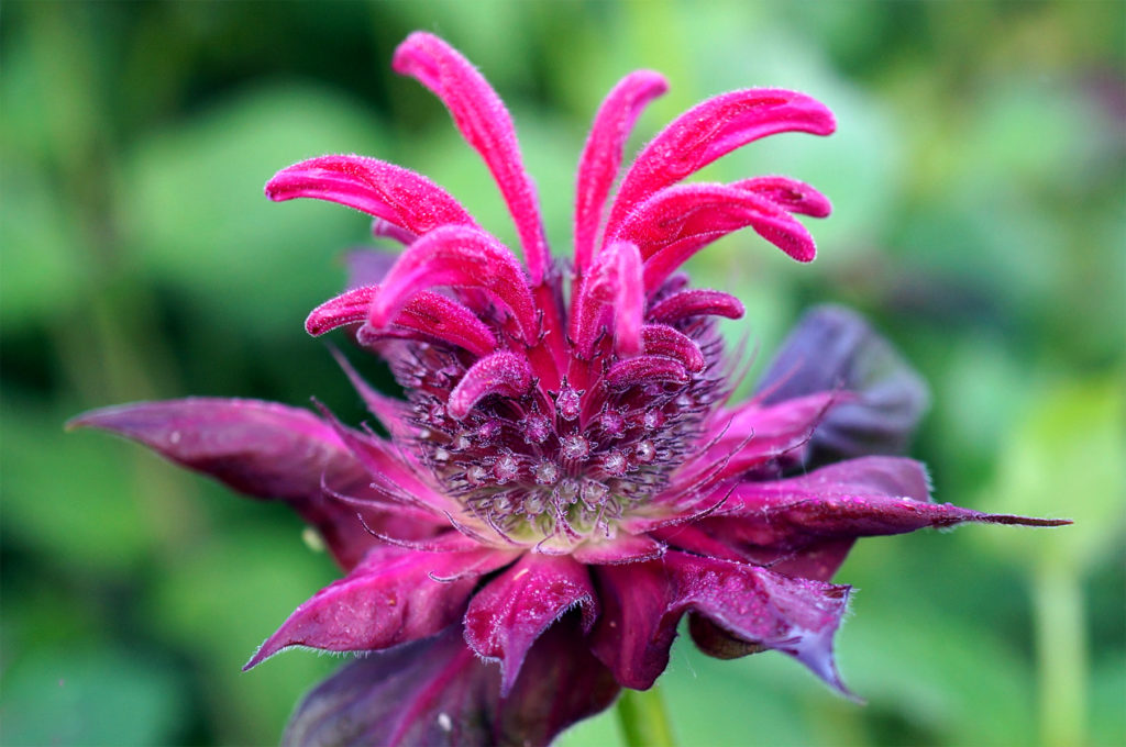 Bike trail flower 2, July 7, 2016