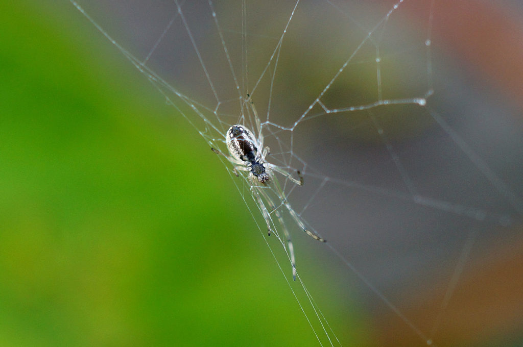 Bike trail spider, July 7, 2016