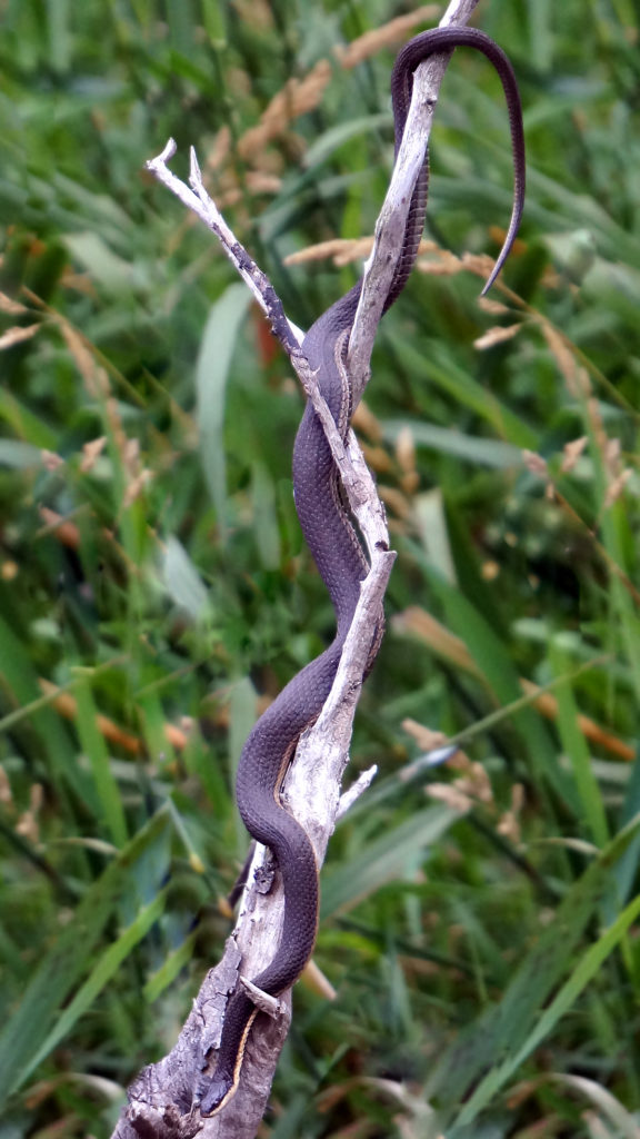 Long Chute Snake - Muskegon River, July 9, 2016