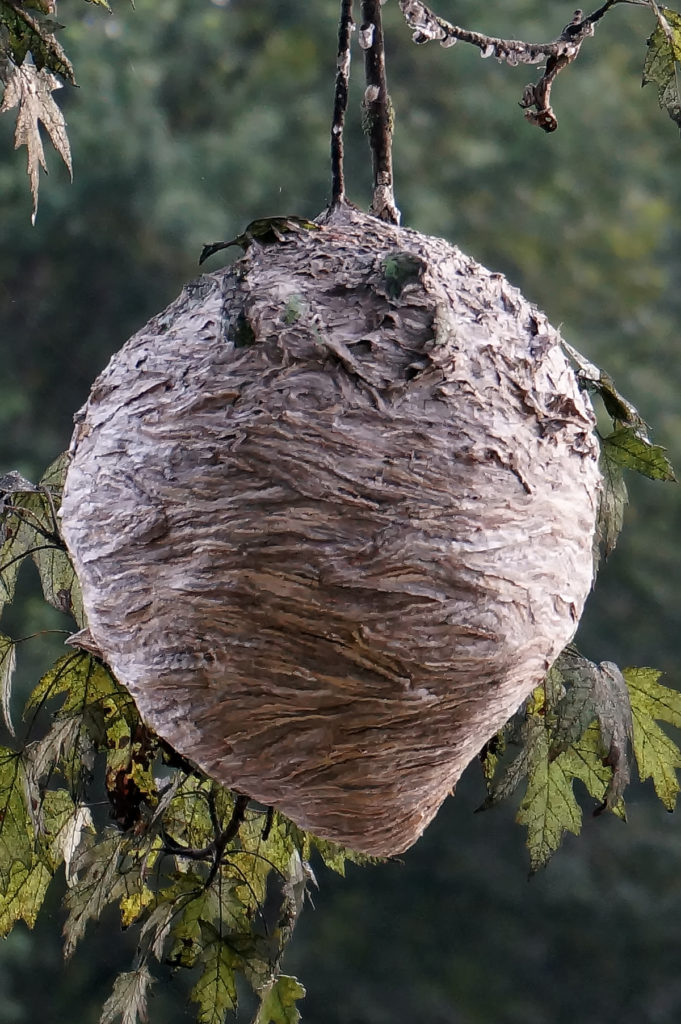 Bees Nest, Muskegon River, August 20, 2016