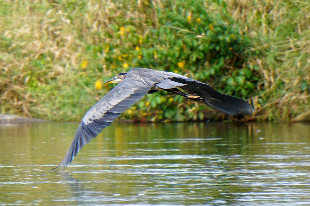 Muskegon River Heron, September 24, 2016