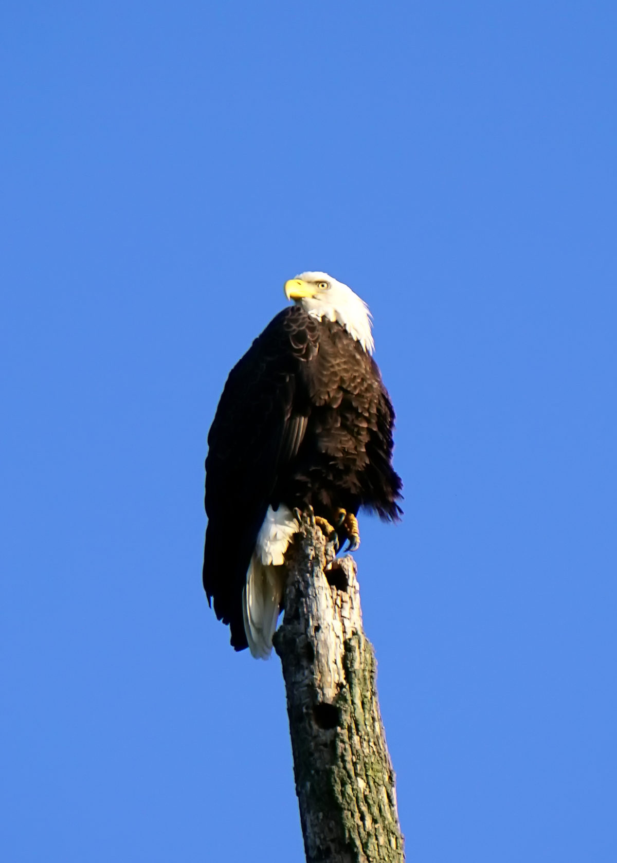 Long Chute Eagle 8, Muskegon River, September 12, 2017.jpg
