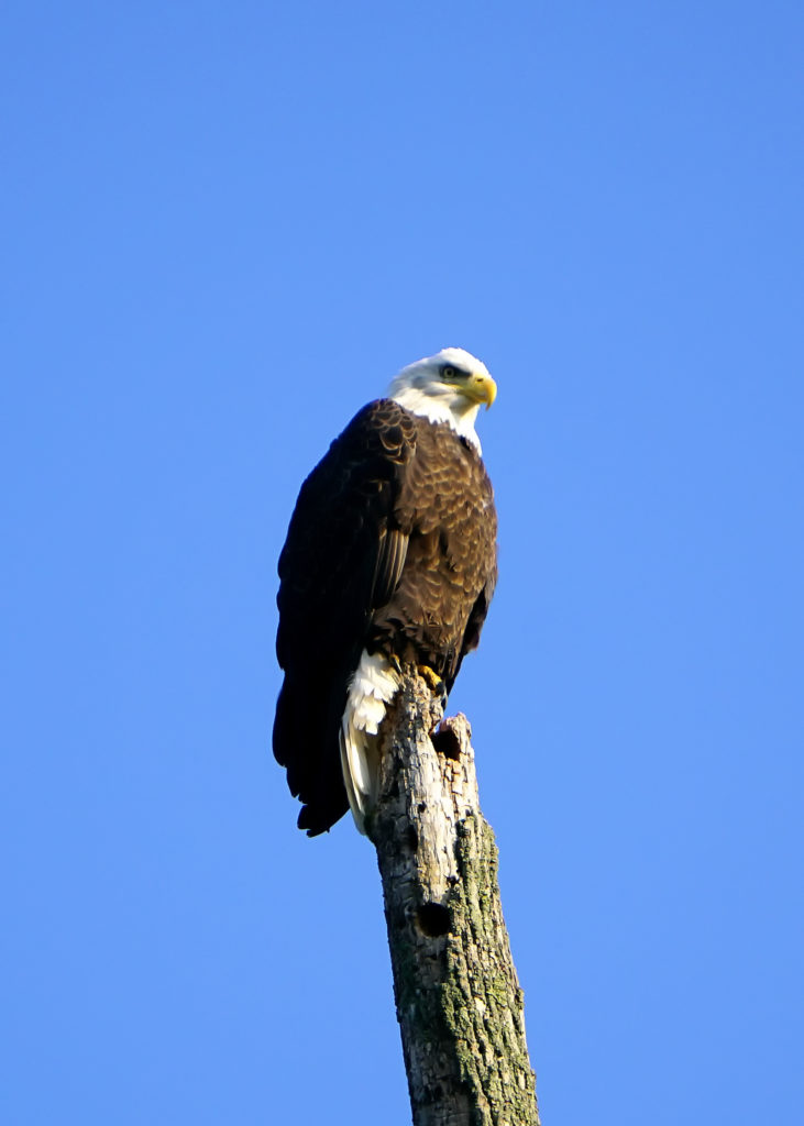 Long Chute Eagle 9, Muskegon River, September 12, 2017.jpg