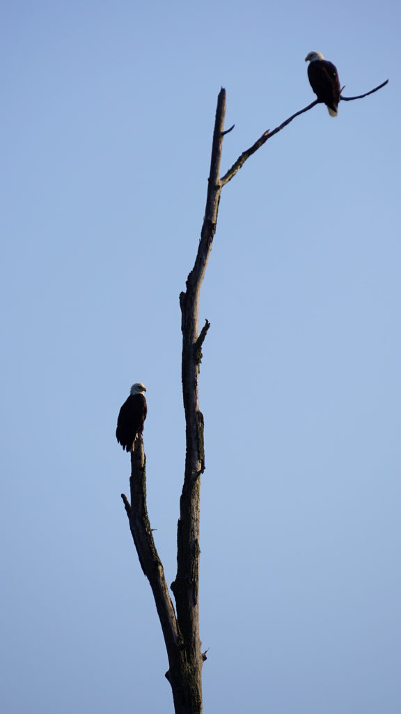 Long Chute Eagles 2, Muskegon River, September 12, 2017.jpg