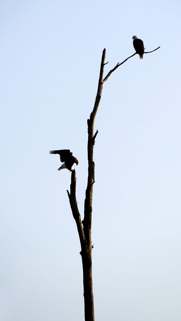 Long Chute Eagles, Muskegon River, September 12, 2017.jpg