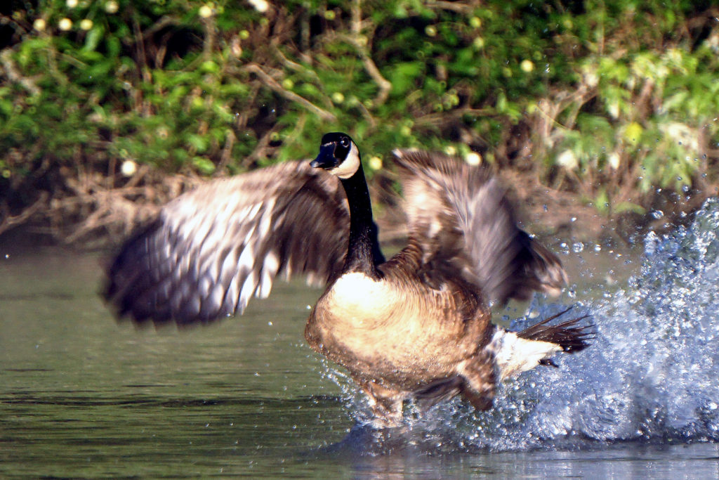 Goose ascends from the Muskegon River's Northern Bypass