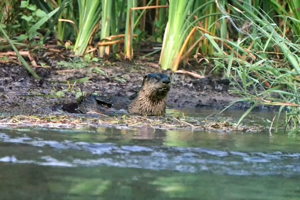 Muskegon River Otter, July 17, 2020