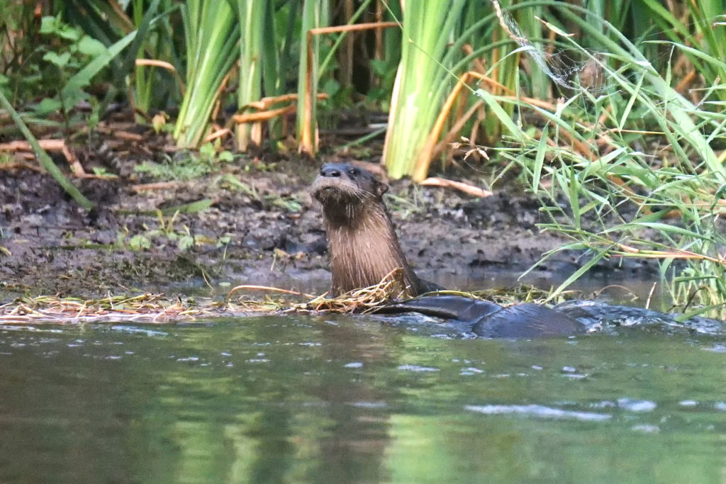 Muskegon River Otters, July 17, 2020