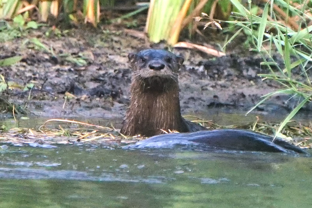 Muskegon River Otter, July 17, 2020