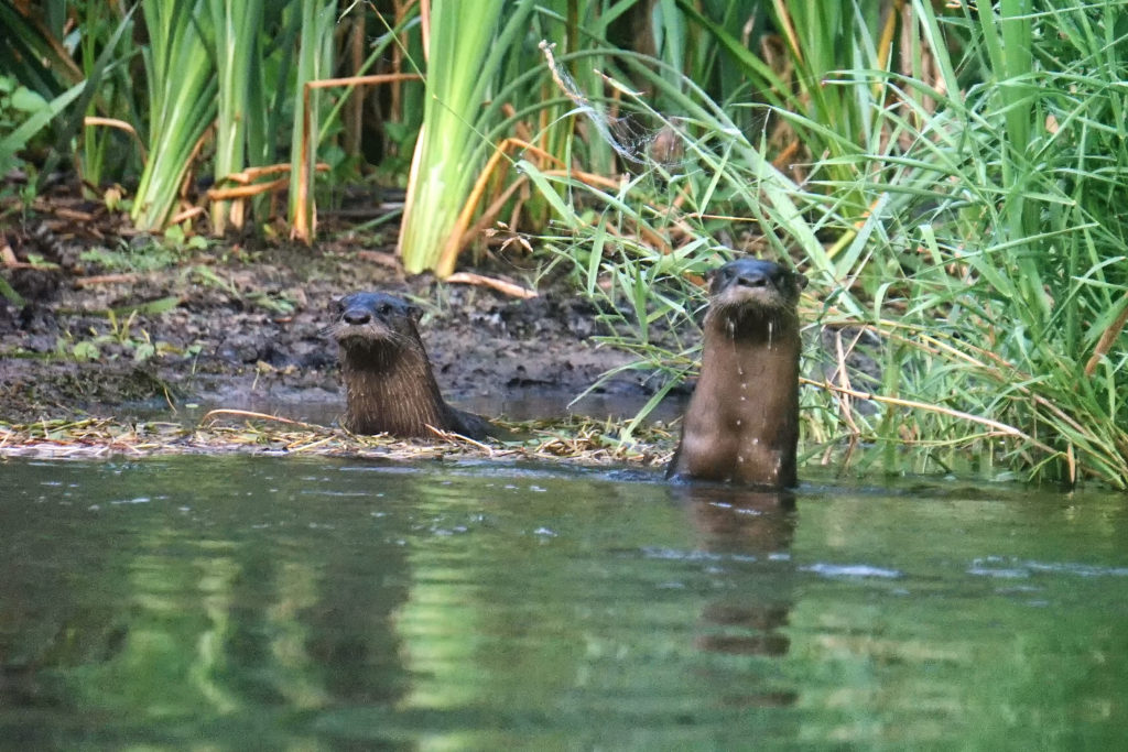 Muskegon River Otter, July 17, 2020