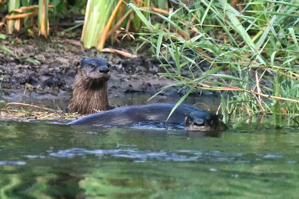 Muskegon River Otters, July 17, 2020