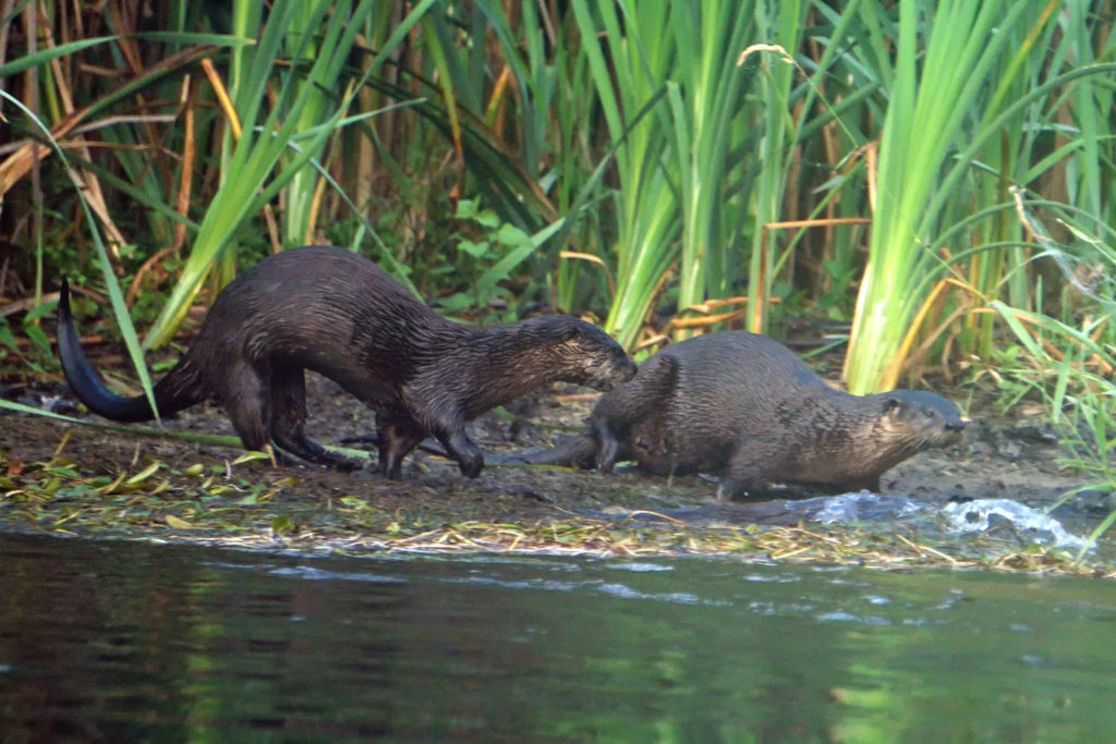 Muskegon River Otters, July 17, 2020