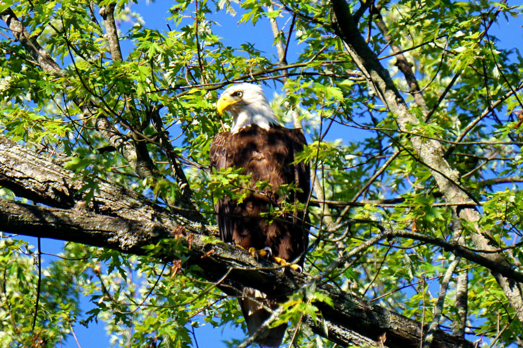 Muskegon River Eagle, July 13, 2020