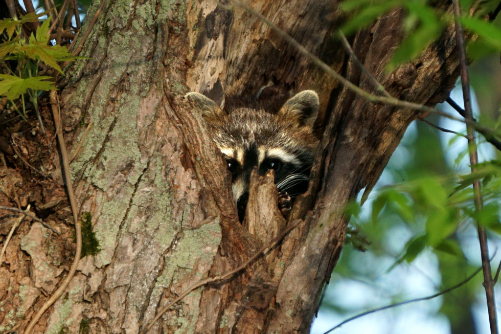 Muskegon River Raccoon in Tree, May 26, 2020